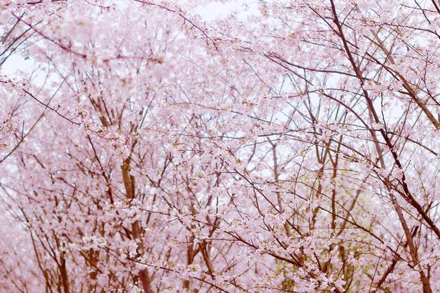 僵尸参将 视频缩略图