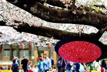 仙球大战 视频缩略图