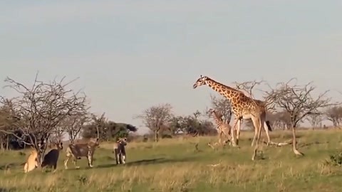 同学麦娜丝 视频缩略图