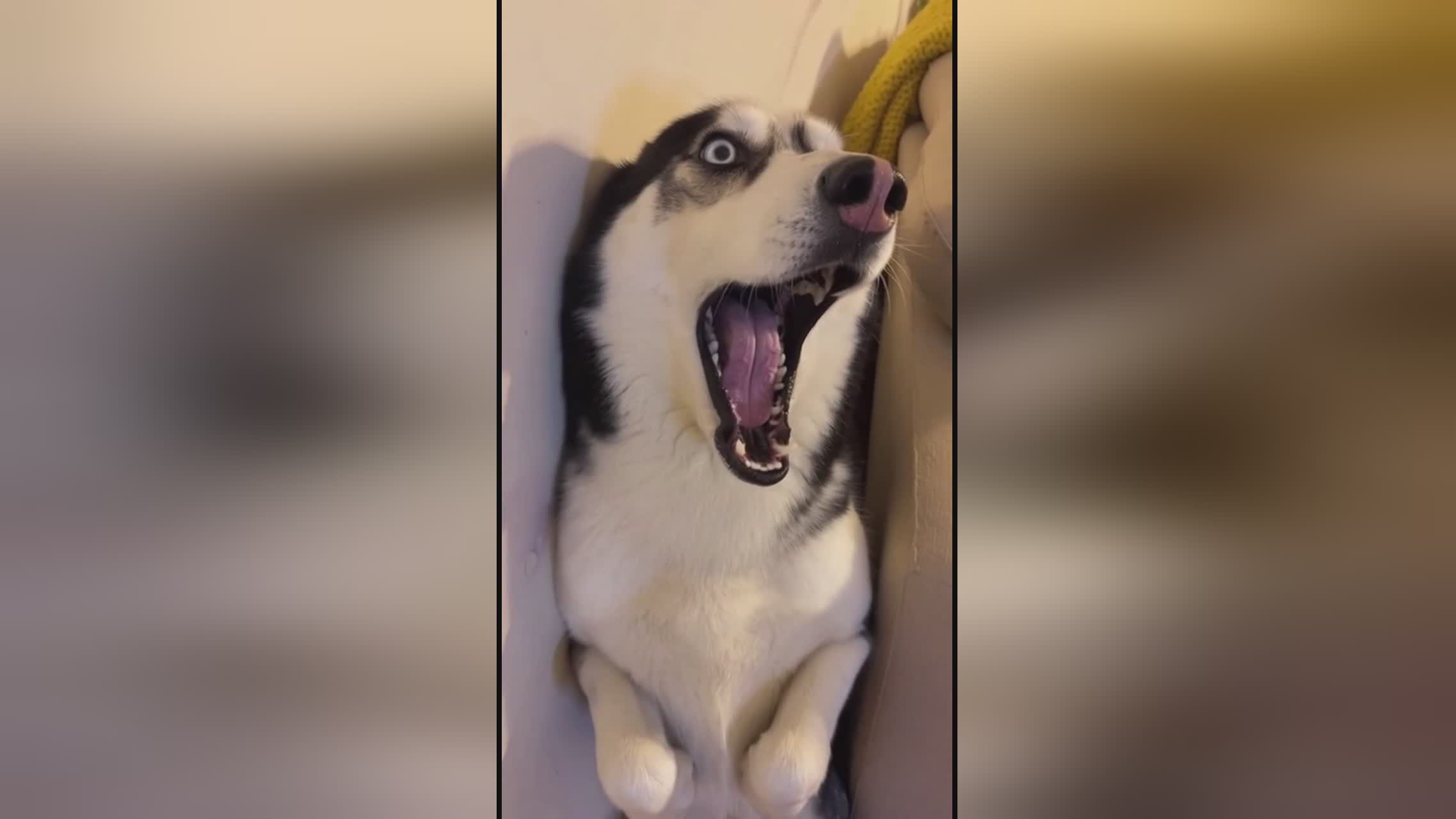 冽之花 视频海报