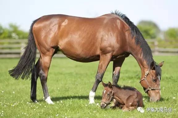 呼叫者 视频缩略图