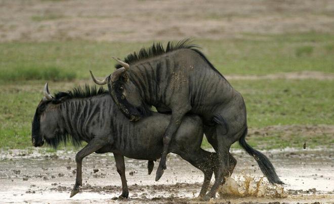 侠探西蒙 视频缩略图