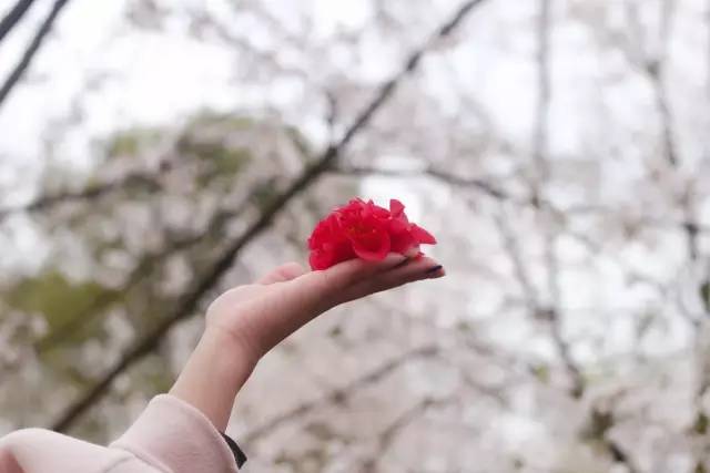 人生得意衰尽欢 视频主图