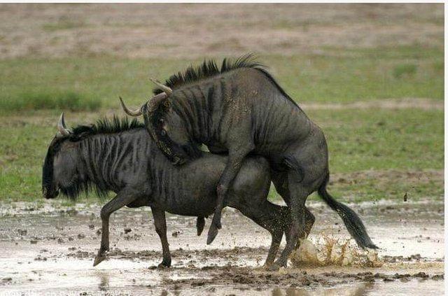 仙书奇谭 视频缩略图