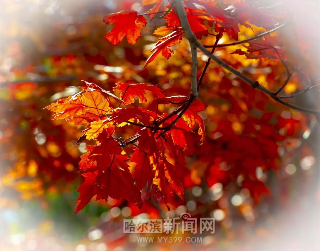 催眠大师 视频缩略图