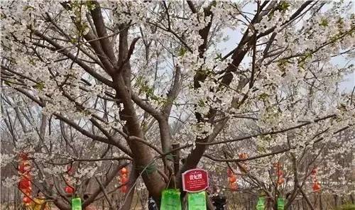 僵尸新人仔 视频海报