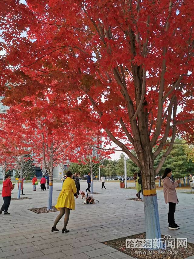 偷狗的完美方法 视频海报