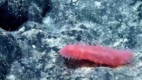 便衣警察 视频缩略图