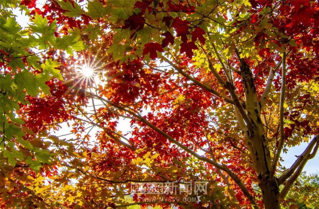 催婚 视频缩略图