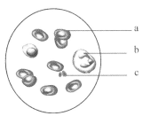 伪恋2018 视频缩略图