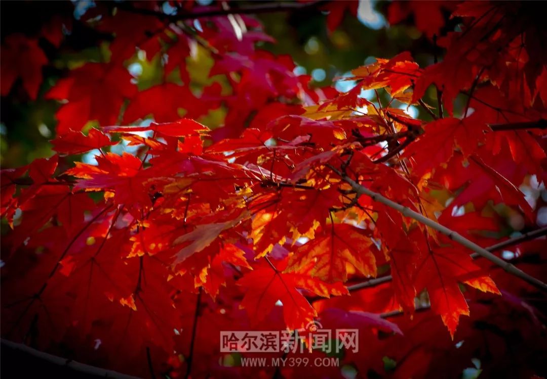 佛罗里达乐园 视频缩略图